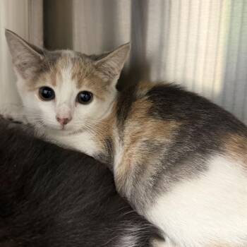 Pocket (bonded to Pants) -  Domestic Short Hair Cat for Adoption in Waynesville, North Carolina - Pocket (bonded To Pants) | PetCurious