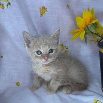 Domestic Short Hair Cats Available for Adoption in Mount Vernon, Illinois - Jackson | PetCurious