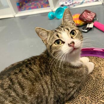 Domestic Short Hair Cats Available for Adoption in South Bend, Indiana - Fernando | PetCurious