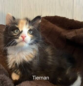 Domestic Long Hair Cats Available for Adoption in Ogden, Utah - Tiernan | PetCurious