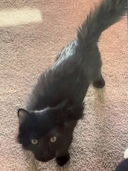 Domestic Medium Hair Cats Available for Adoption - Ted | PetCurious