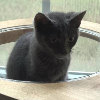 Ruby -  Domestic Short Hair Cat for Adoption in Huntsville, Alabama - Ruby | PetCurious