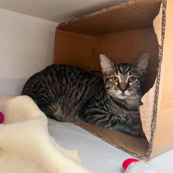 Imax -  Domestic Short Hair Cat for Adoption in New York, New York - Imax | PetCurious