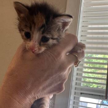 Ziva -  Domestic Short Hair Cat for Adoption in Starkville, Mississippi - Ziva | PetCurious