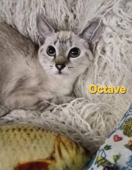Octave -  Domestic Short Hair and Siamese Cat for Adoption in Conway, South Carolina - Octave | PetCurious