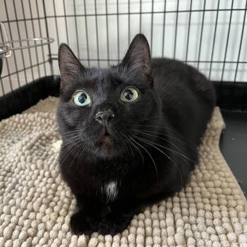 American Shorthair Cats Available for Adoption in Hull, Massachusetts - Edgar | PetCurious