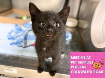 Domestic Short Hair Cats Available for Adoption in Fort Wayne, Indiana - CHATTERBOX | PetCurious