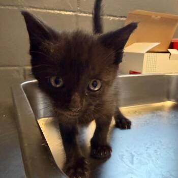 Luna -  Domestic Short Hair Cat for Adoption in Tuscaloosa, Alabama - Luna | PetCurious