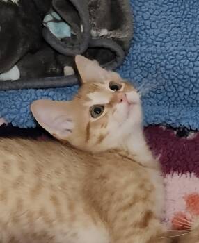 Rescue Domestic Short Hair Cats for Adoption in Hamilton, Ontario - Cosmo | PetCurious