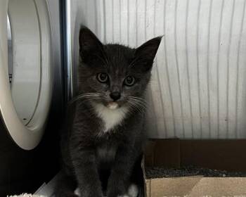RONALDO -  Domestic Short Hair Cat for Adoption in Olathe, Kansas - RONALDO | PetCurious