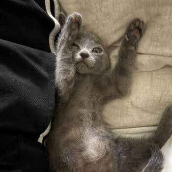 Arthur Morgan -  Domestic Short Hair Cat for Adoption in Walnut Creek, California - Arthur Morgan | PetCurious