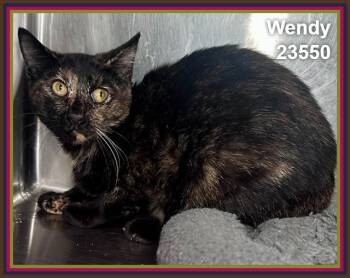 WENDY (see also PETER) -  Domestic Short Hair and Tortoiseshell Cat for Adoption in Marietta, Georgia - WENDY (see Also PETER) | PetCurious
