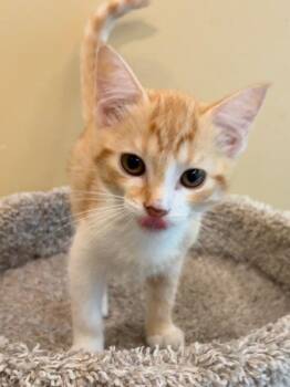 Sapphire -  Domestic Short Hair Cat for Adoption in Little Rock, Arkansas - Sapphire | PetCurious