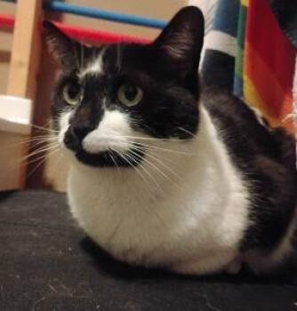 Domestic Short Hair Cats Available for Adoption in Anchorage, Alaska - Olive | PetCurious