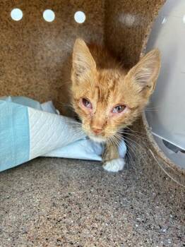 ORANGE CRUSH -  Domestic Short Hair Cat for Adoption in Stockton, California - ORANGE CRUSH | PetCurious