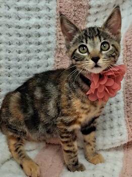 Doja -  Calico and Torbie Cat for Adoption in Yorba Linda, California - Doja | PetCurious