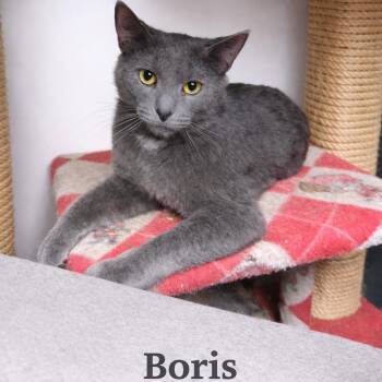 Domestic Short Hair and Russian Blue Cats Available for Adoption - Boris | PetCurious