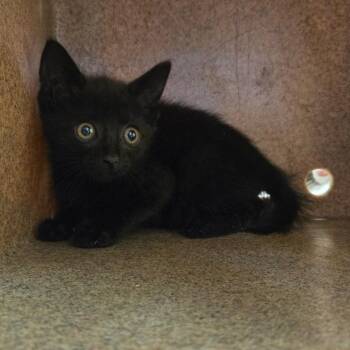 Bayou -  Domestic Short Hair Cat for Adoption in Birmingham, Alabama - Bayou | PetCurious