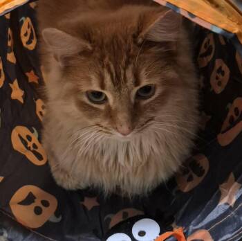 Domestic Short Hair Cats Available for Adoption - Ginger | PetCurious