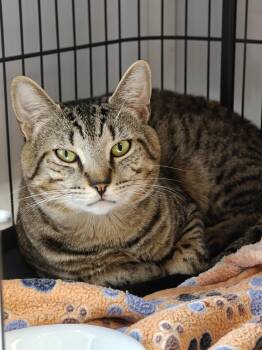 Domestic Short Hair Cats Available for Adoption in New Britain, Connecticut - Hugger | PetCurious