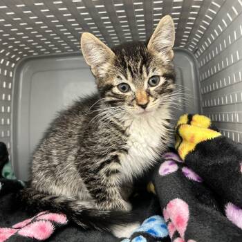 Josh -  Domestic Short Hair Cat for Adoption in Ojai, California - Josh | PetCurious