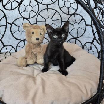 Pookie Bear -  Domestic Short Hair Cat Available for Adoption in Tucson, Arizona - Pookie Bear | PetCurious