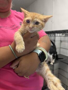 Ivan -  Domestic Short Hair Cat for Adoption in Ontario, California - Ivan | PetCurious