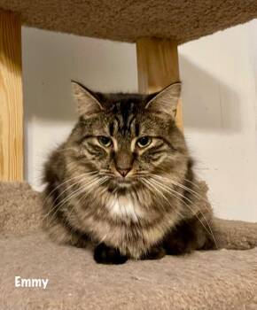 Domestic Long Hair Cats Available for Adoption in Windsor, Connecticut - Emmy | PetCurious