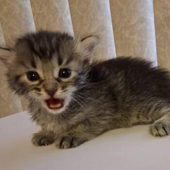 Yahtzee -  Domestic Short Hair Cat for Adoption in Las Vegas, Nevada - Yahtzee | PetCurious