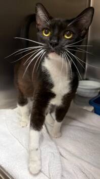 Lilac -  Domestic Short Hair Cat for Adoption in Ocala, Florida - Lilac | PetCurious