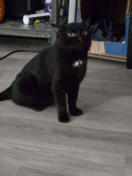 Rescue Domestic Short Hair Cats for Adoption in White Bluff, Tennessee - Midnight (nd) | PetCurious