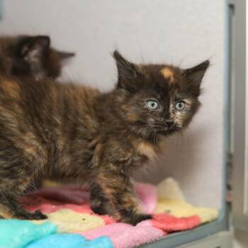 Tadpole -  Domestic Short Hair Cat for Adoption in Evansville, Indiana - Tadpole | PetCurious