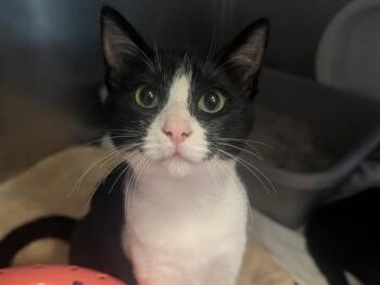 FIG -  Domestic Short Hair Cat for Adoption in Palo Alto, California - FIG | PetCurious