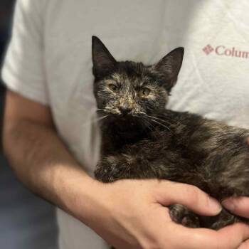 Rescue Domestic Short Hair Cats for Adoption in Gainesville, Florida - Matilda | PetCurious