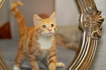 Rescue Domestic Short Hair Cats for Adoption in Belleville, Illinois - NICK WILDE | PetCurious