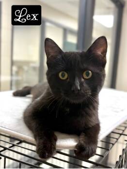 Domestic Short Hair Cats Available for Adoption - Lex | PetCurious
