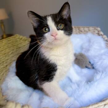 Goose -  Domestic Short Hair Cat for Adoption in Bloomington, Illinois - Goose | PetCurious