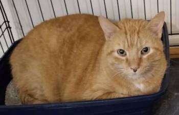 Prince -  Domestic Short Hair Cat for Adoption in Fairfax, Virginia - Prince | PetCurious