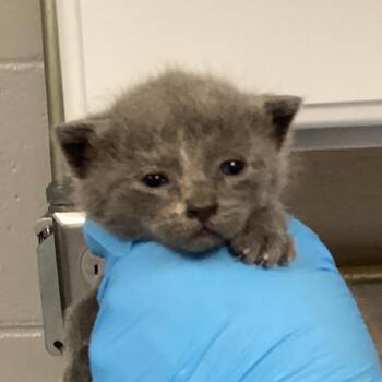 Domestic Short Hair Cats Available for Adoption in Greenville, South Carolina - Doodles | PetCurious