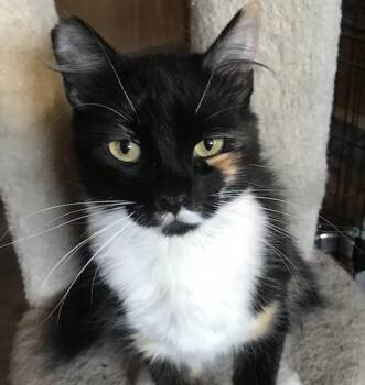 (CP) Pretty Girl -  Calico and Domestic Medium Hair Cat for Adoption in North Highlands, California - (CP) Pretty Girl | PetCurious
