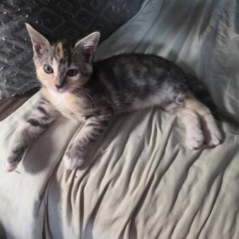 TG - Tiny Girl (Cheri & Ann) -  Calico Cat for Adoption in Los Angeles, California - TG - Tiny Girl (Cheri & Ann) | PetCurious