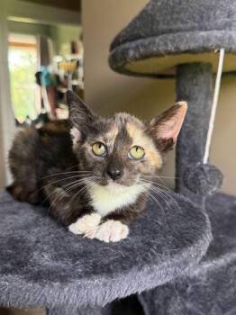Katie Logan -  Domestic Short Hair Cat for Adoption in Berwick, Pennsylvania - Katie Logan | PetCurious