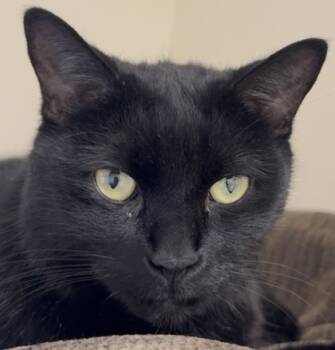 Rescue Domestic Short Hair Cats for Adoption in Erin, Ontario - Rootie | PetCurious