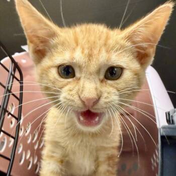Bane -  Domestic Short Hair Cat for Adoption in Midland, Texas - Bane | PetCurious