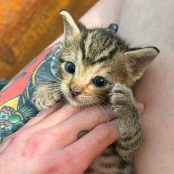Hog Wild -  Domestic Short Hair Cat for Adoption in Spring Hill, Kansas - Hog Wild | PetCurious