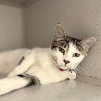 Domestic Short Hair Cats Available for Adoption - LILLY | PetCurious