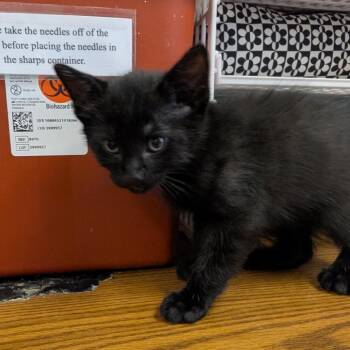 Nacho -  Domestic Short Hair Cat for Adoption in Columbia, Missouri - Nacho | PetCurious