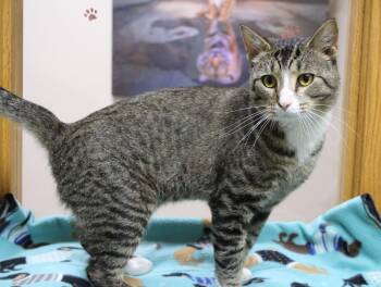 Danny -  Domestic Short Hair Cat for Adoption in Portage, Wisconsin - Danny | PetCurious