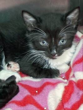 Iggy -  Domestic Short Hair Cat Available for Adoption in Hartsville, South Carolina - Iggy | PetCurious