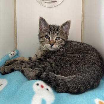 Domestic Short Hair Cats Available for Adoption in Naperville, Illinois - Lacy | PetCurious